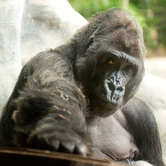male gorilla