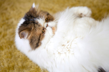 Persian white cat resting on the palace