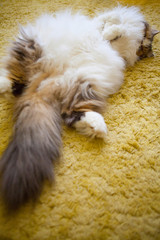 Persian white cat resting on the palace