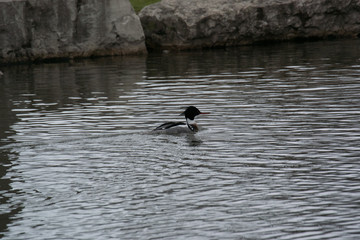merganser