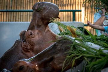Hippopotamus in the zoo.