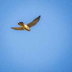 Falcon flying in blue Sky