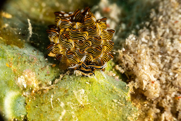 Black Linded Sapsucking Slug , Cyerce nigra