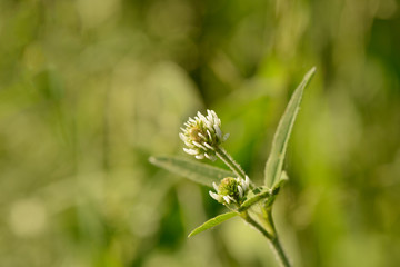 Lonely white clover flower on a green background