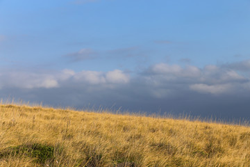 Landscape of a wheat meadow. Spain