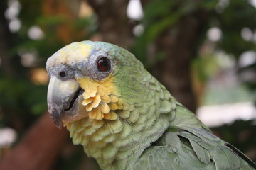 Parrot