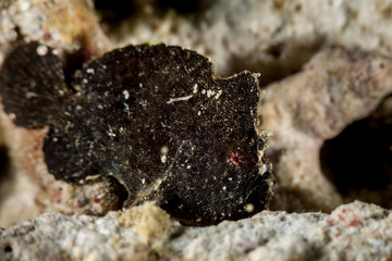 Black Warty frogfish (Clown frogfish) - Antennarius maculatus