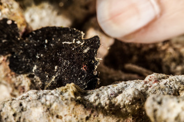bluespotted stingray, Neotrygon kuhlii, Dasyatis kuhlii, also known as bluespotted maskray or Kuhl's stingray, is a species of stingray of the Dasyatidae family