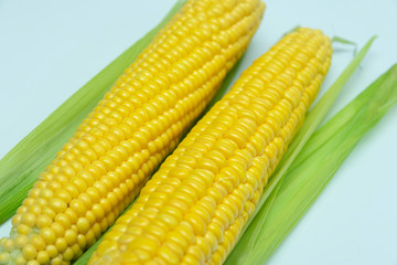 two cobs of sweet yellow corn with green leaves, closeup