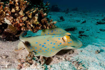 bluespotted stingray, Neotrygon kuhlii, Dasyatis kuhlii, also known as bluespotted maskray or...