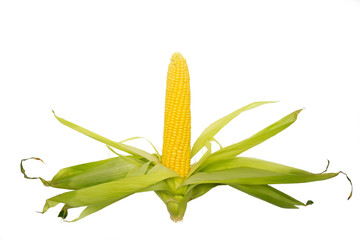 an ear of sweet corn with green leaves, loose in different directions