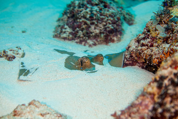 bluespotted stingray, Neotrygon kuhlii, Dasyatis kuhlii, also known as bluespotted maskray or Kuhl's stingray, is a species of stingray of the Dasyatidae family