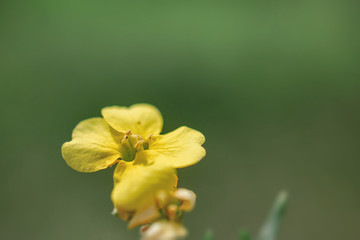 Fototapeta na wymiar wild yellow summer flower on blurred green background