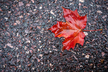 red maple leaf on asphalt