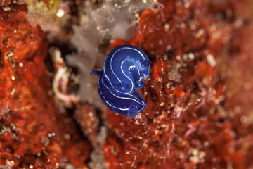 Blue Nudibranch Hypselodoris Spec