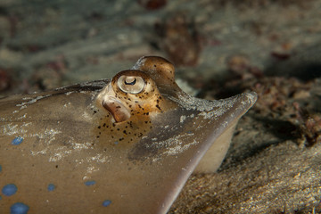 bluespotted stingray, Neotrygon kuhlii, Dasyatis kuhlii, also known as bluespotted maskray or Kuhl's stingray, is a species of stingray of the Dasyatidae family
