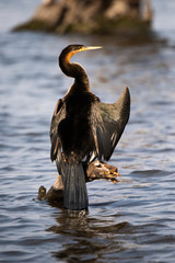 African Darter