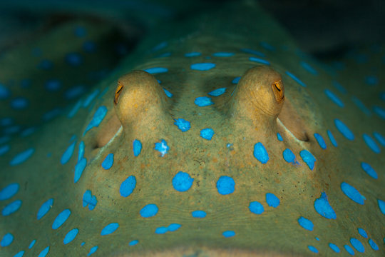 bluespotted stingray, Neotrygon kuhlii, Dasyatis kuhlii, also known as bluespotted maskray or Kuhl's stingray, is a species of stingray of the Dasyatidae family