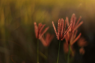 wild flower with selective focus and blurred background during sunset