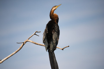 African Darter