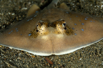 bluespotted stingray, Neotrygon kuhlii, Dasyatis kuhlii, also known as bluespotted maskray or Kuhl's stingray, is a species of stingray of the Dasyatidae family