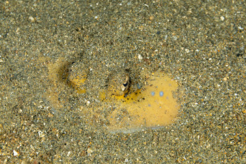 bluespotted stingray, Neotrygon kuhlii, Dasyatis kuhlii, also known as bluespotted maskray or Kuhl's stingray, is a species of stingray of the Dasyatidae family