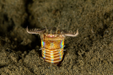 Bobbit(t) worm or sand striker) is an aquatic predatory polychaete worm dwelling at the ocean...