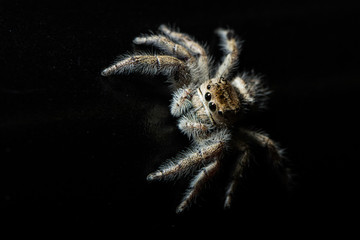 Jumping spider