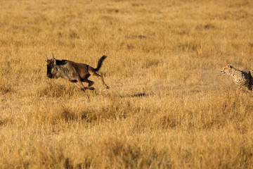 Wildebeest running for life after a chase from Cheetahs, Masai Mara, Kenya