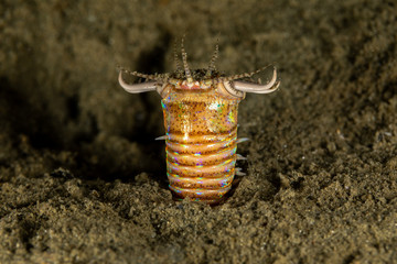 Bobbit(t) worm or sand striker) is an aquatic predatory polychaete worm dwelling at the ocean...