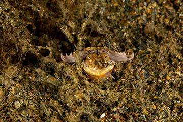 Bobbit(t) worm or sand striker) is an aquatic predatory polychaete worm dwelling at the ocean floor, Eunice aphroditois