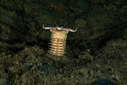 Bobbit(t) worm or sand striker) is an aquatic predatory polychaete worm dwelling at the ocean floor, Eunice aphroditois
