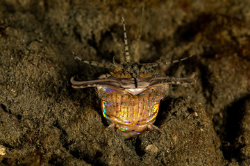 Bobbit(t) worm or sand striker) is an aquatic predatory polychaete worm dwelling at the ocean...
