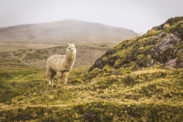 Alpacas grazing in the mountain