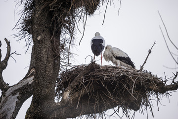 Spring, huge stork nests made with tree branches and hedge leaves and other bushes
