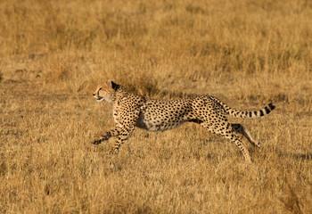 Cheetah in full speed while chasing a Wildebeest, Masai Mara, Kenya