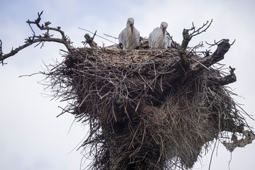 Family, huge stork nests made with tree branches and hedge leaves and other bushes