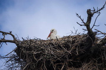 Freedom, huge stork nests made with tree branches and hedge leaves and other bushes