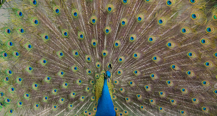 Obraz premium Portrait of beautiful peacock with feathers out