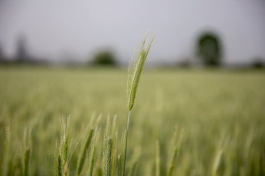 Trigo en el campo