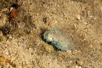 Bobtail squid (order Sepiolida) are a group of cephalopods closely related to cuttlefish
