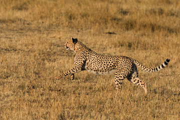 Cheetah in full speed while chasing a Wildebeest, Masai Mara, Kenya