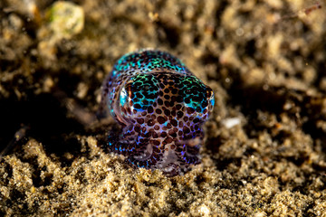 Bobtail squid (order Sepiolida) are a group of cephalopods closely related to cuttlefish