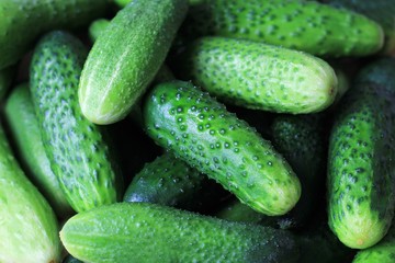 Farm cucumbers on wooden background. Close-up, copy space.