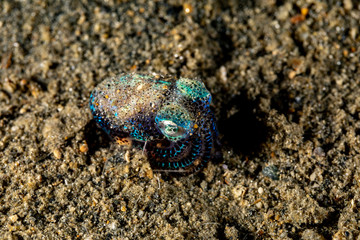 Bobtail squid (order Sepiolida) are a group of cephalopods closely related to cuttlefish
