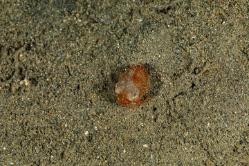 Bobtail squid (order Sepiolida) are a group of cephalopods closely related to cuttlefish