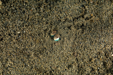 Bobtail squid (order Sepiolida) are a group of cephalopods closely related to cuttlefish