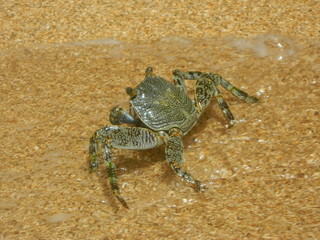 cangrejo Guajiro