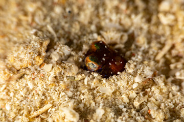 Bobtail squid (order Sepiolida) are a group of cephalopods closely related to cuttlefish
