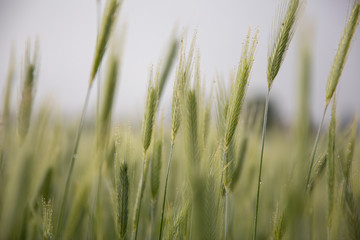 Trigo en el campo